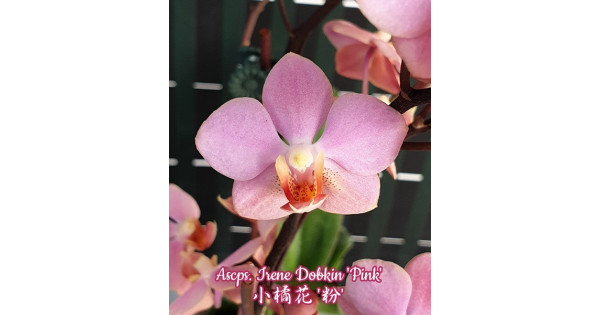 Орхидея Asc. Irene Dobkin Pink - купить, доставка Украина